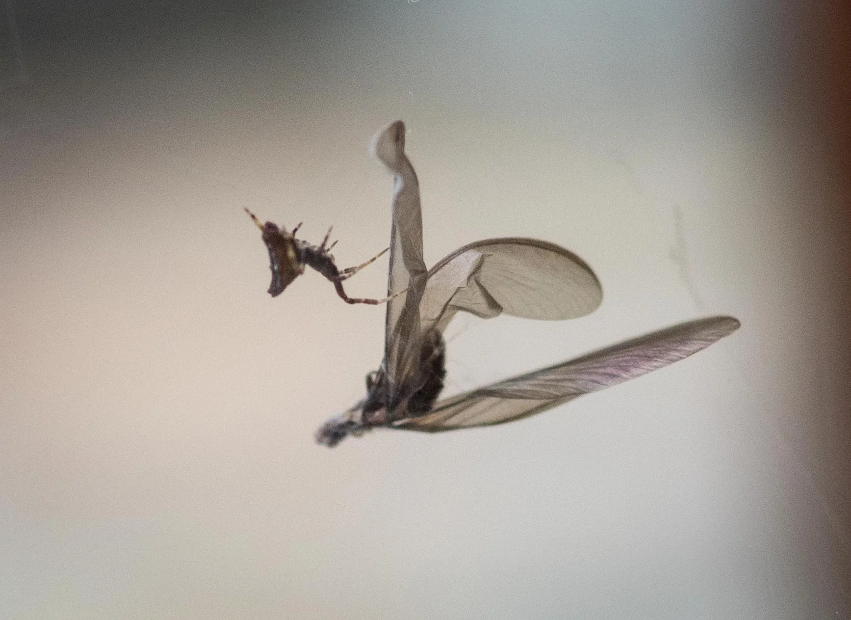 This termite was particularly unlucky. There are very few spiders about at the moment - but that will change quite quickly from now on. With each passing day, the invertebrate world is coming 'alive' again!