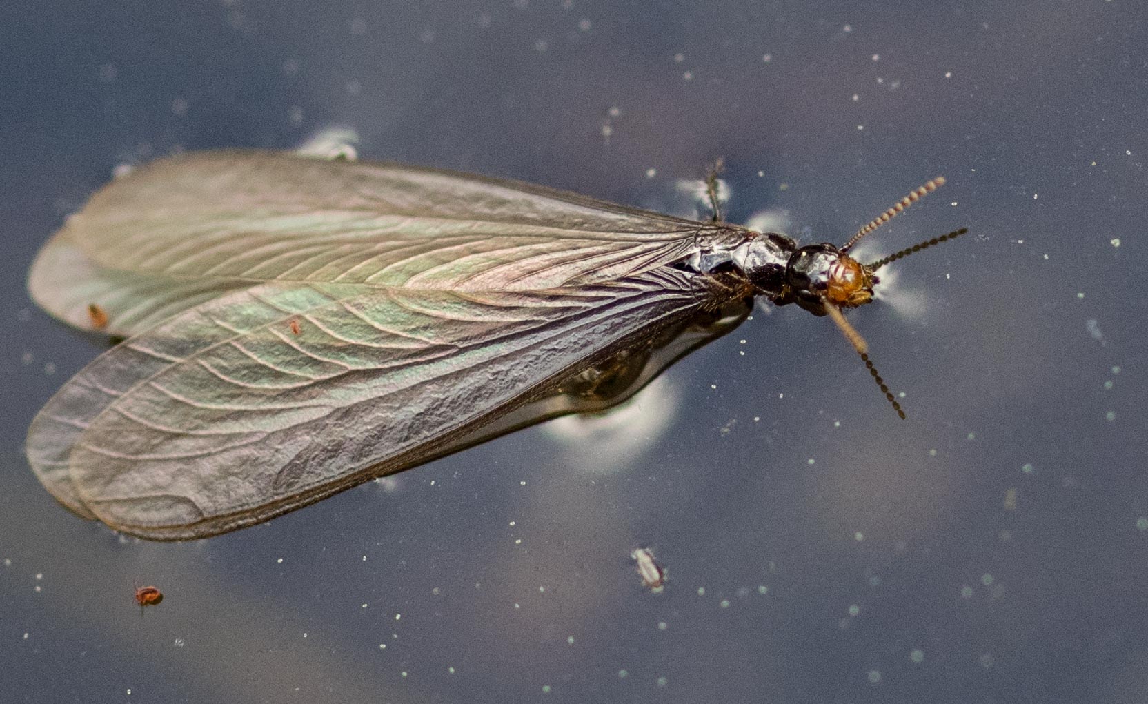 They don't fly well, or far, and the pond surface was quickly littered with struggling termites.
