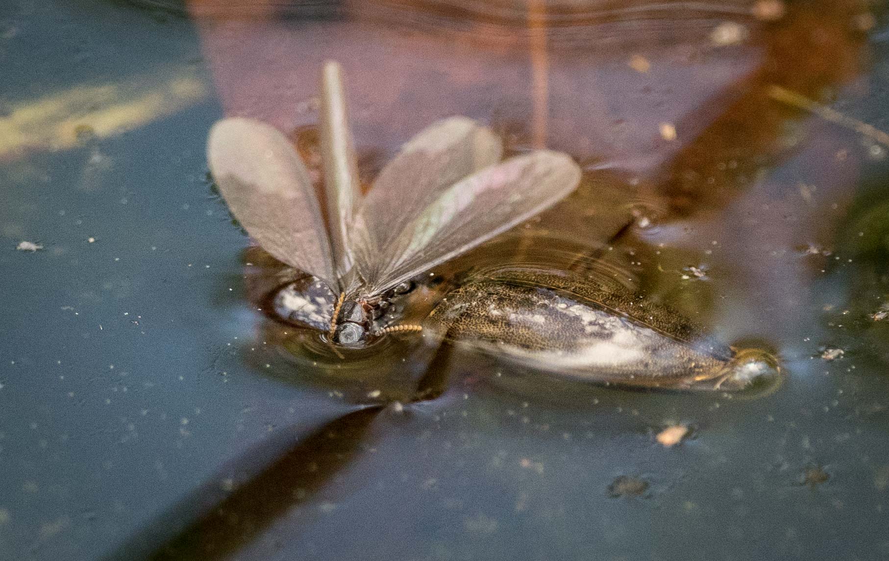 One of the unfortunate termites that crash-landed on the pond was quickly devoured by a diving beetle.