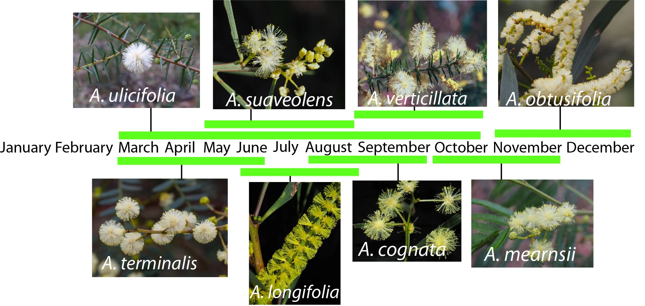 wattle flowering timeline.jpg