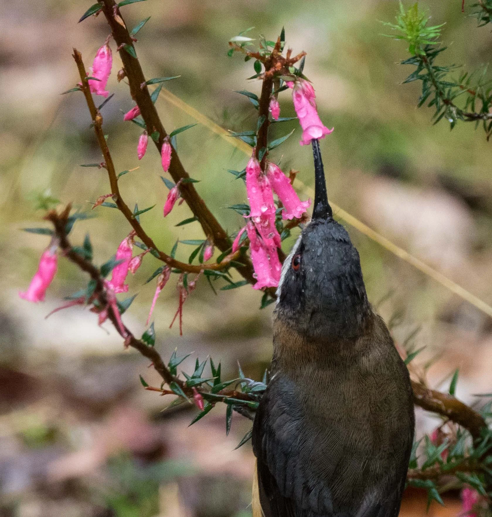 Eastern Spinebill specialise in taking nectar from tubular flowers such as Epacris .