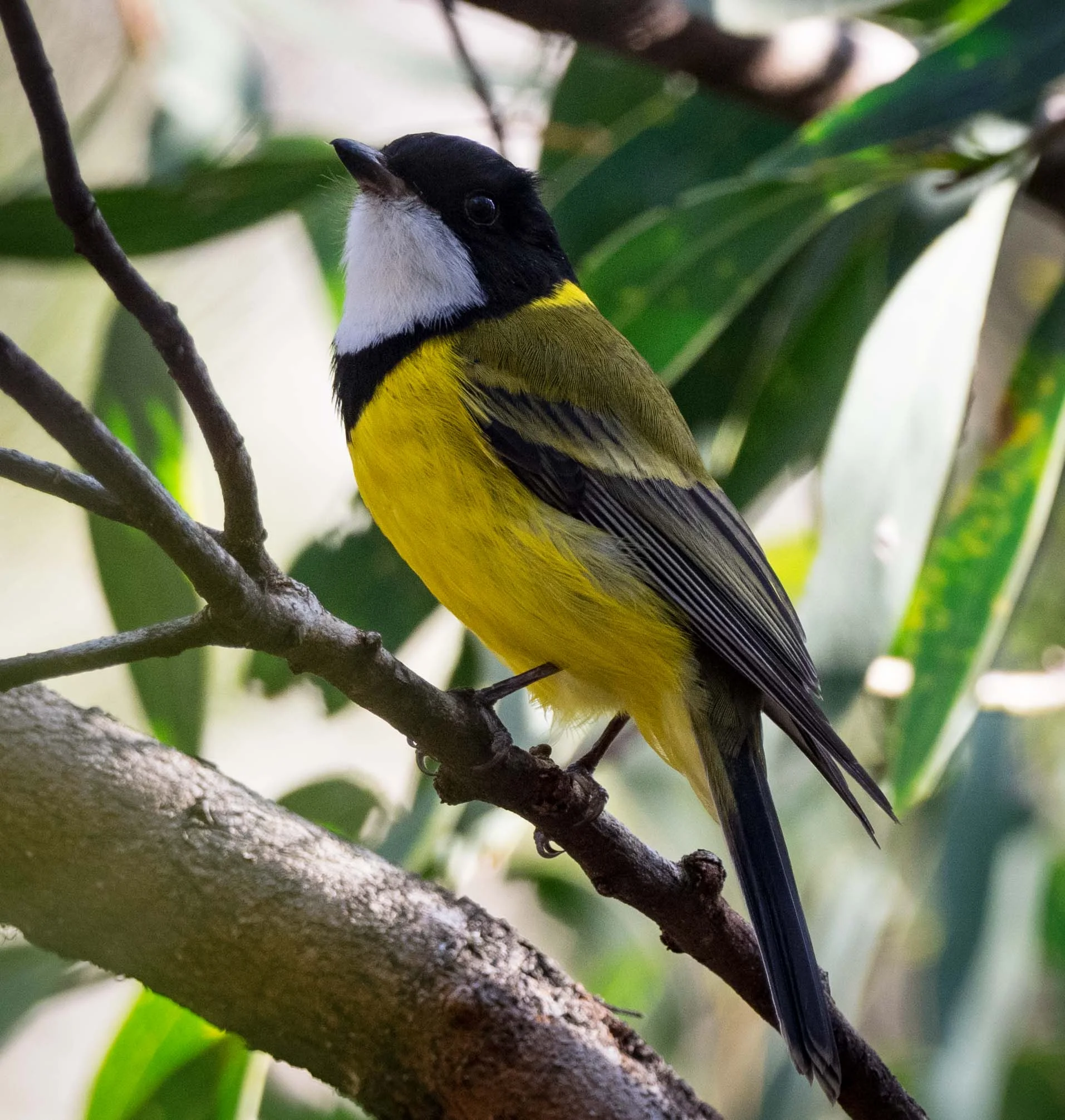 Mature male Golden Whistler.