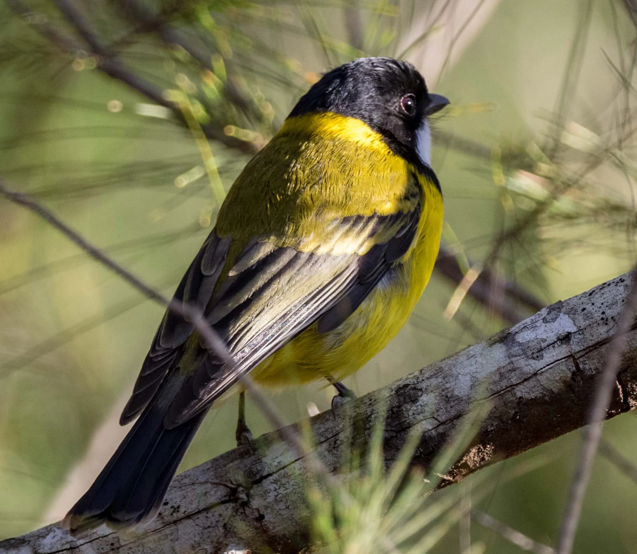 Golden Whistler.jpg