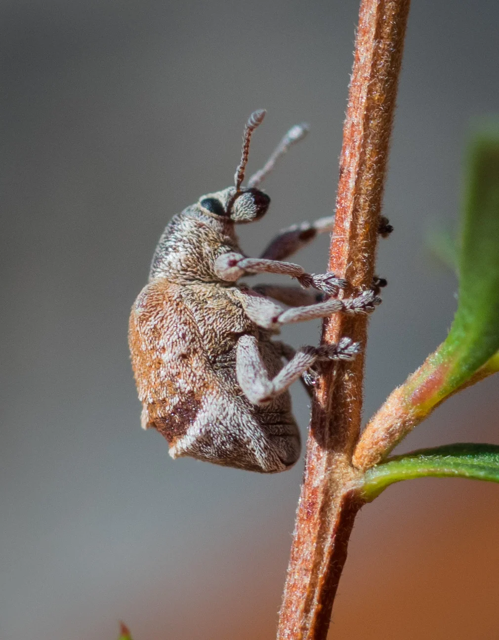 Gum nut weevil.jpg