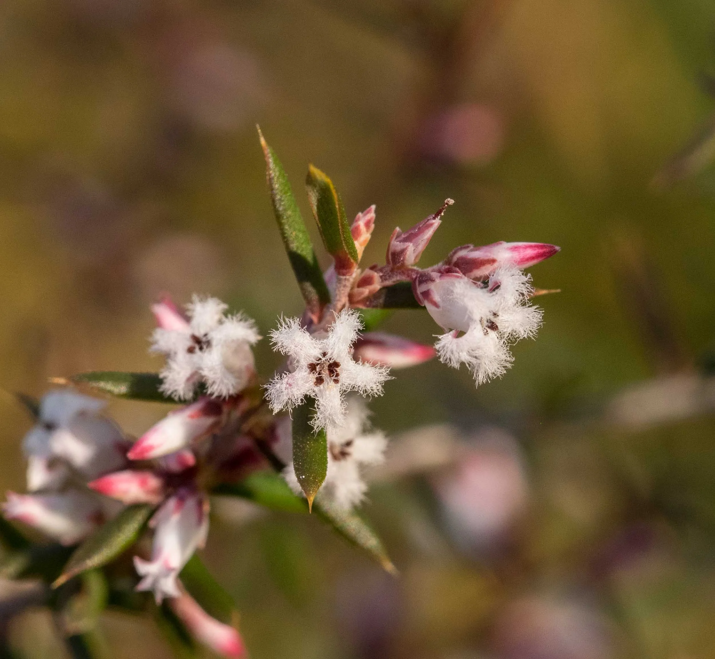 Leucopogon ericoides