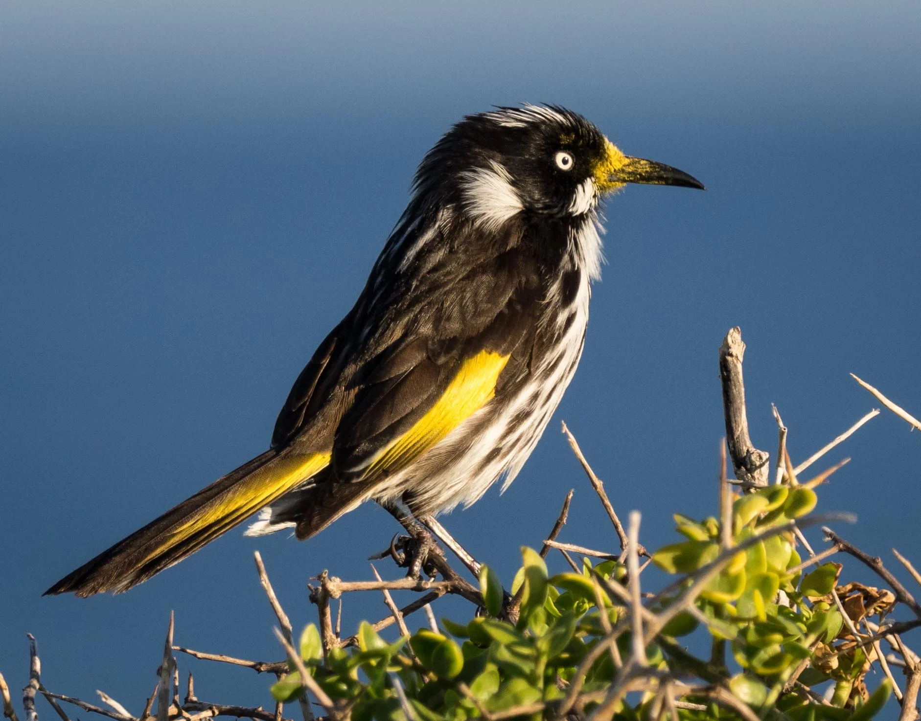 New Holland Honeyeater ( Phylidonyris novaehollandiae ) - adult