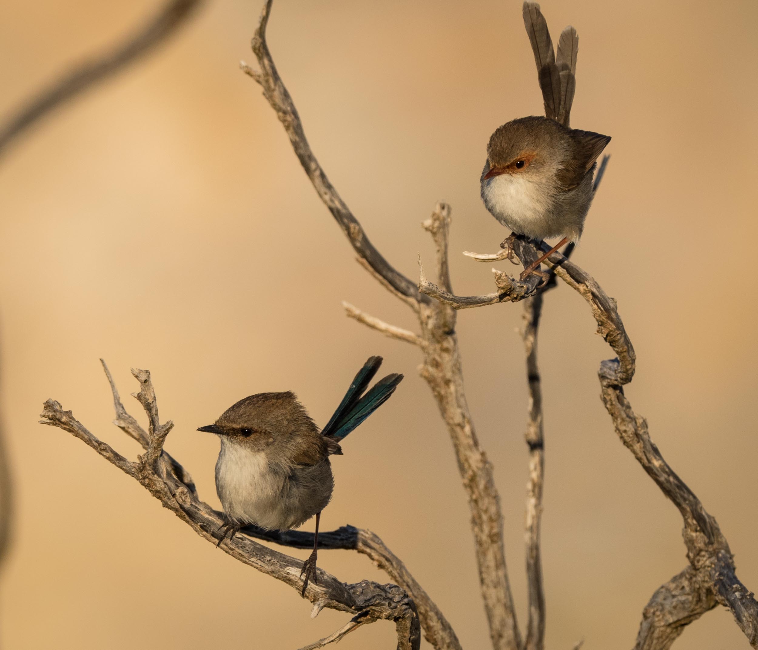 Superb Fairy-wrens