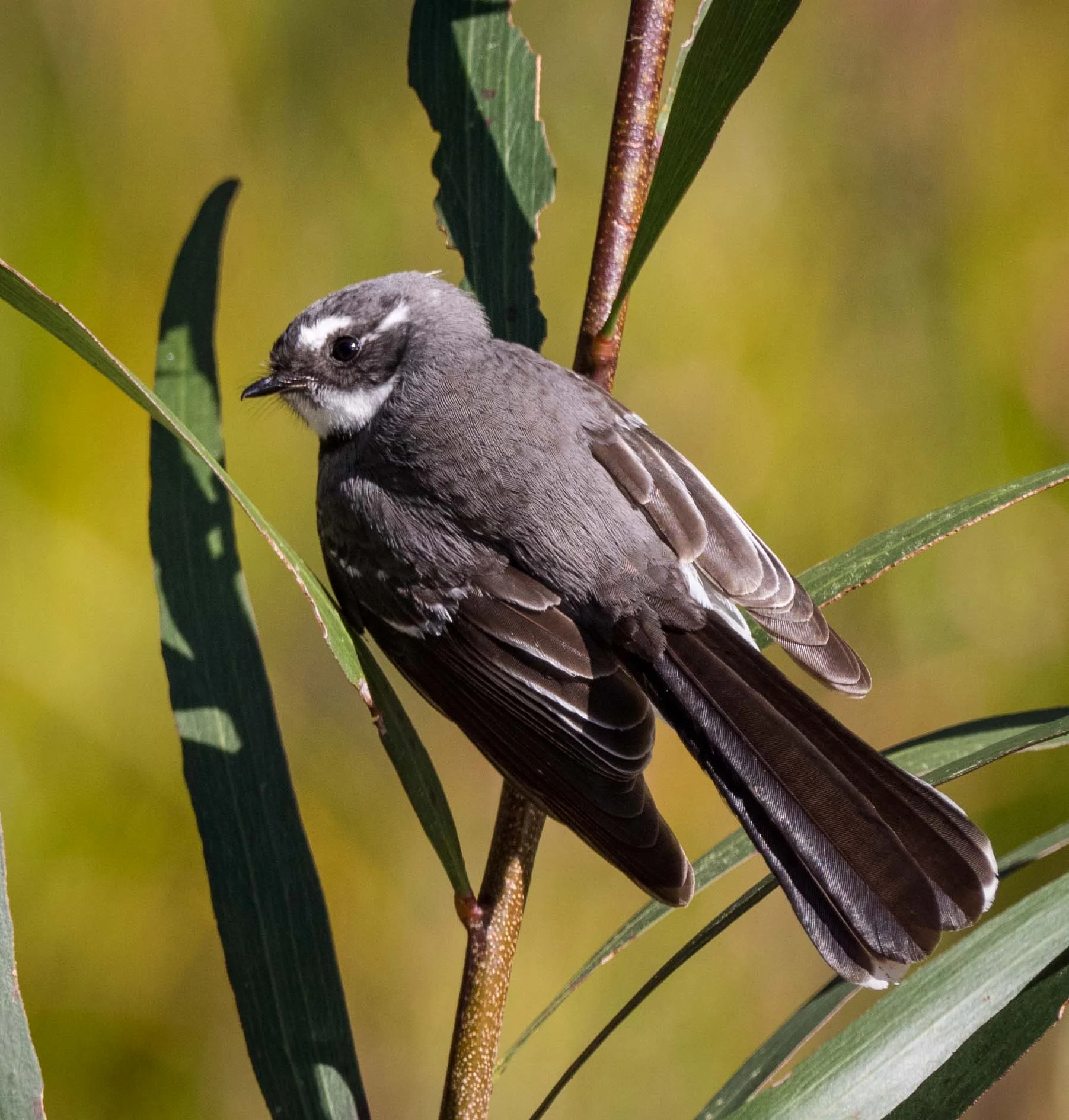 Grey Fantail ( Rhipidura albiscapa ) 