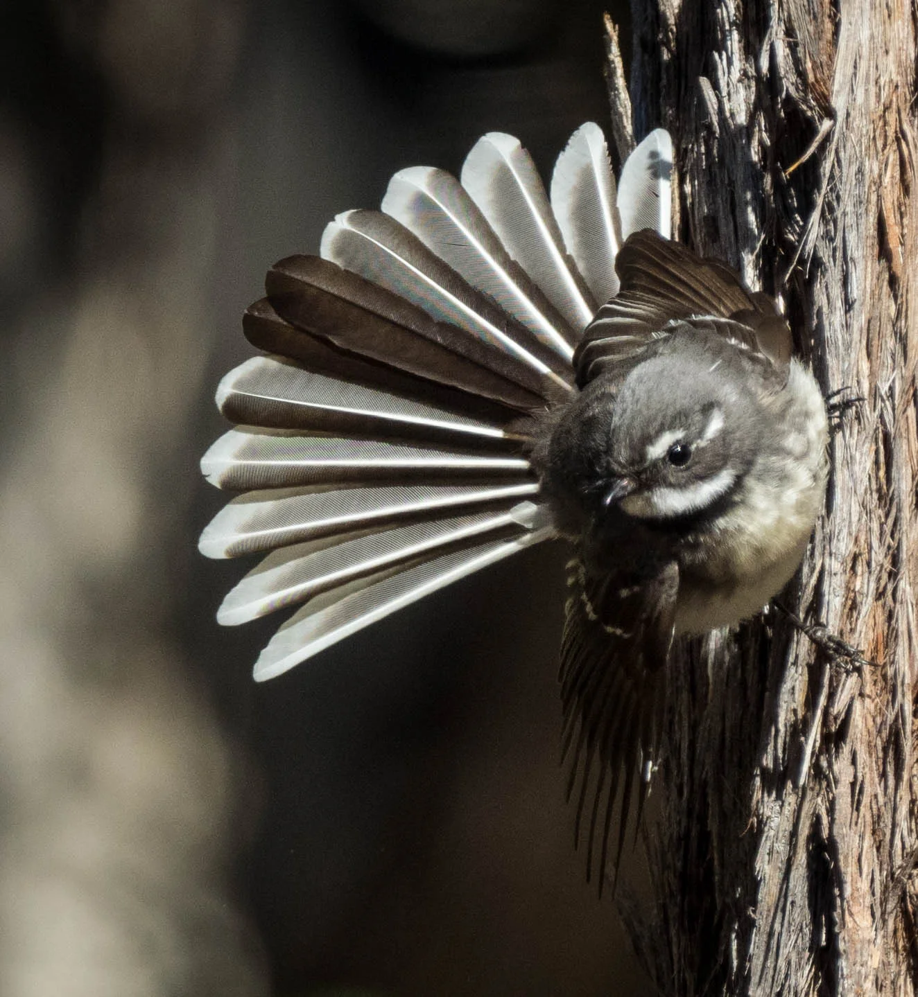 Grey Fantails return amid a morning feeding frenzy — Life in a Southern