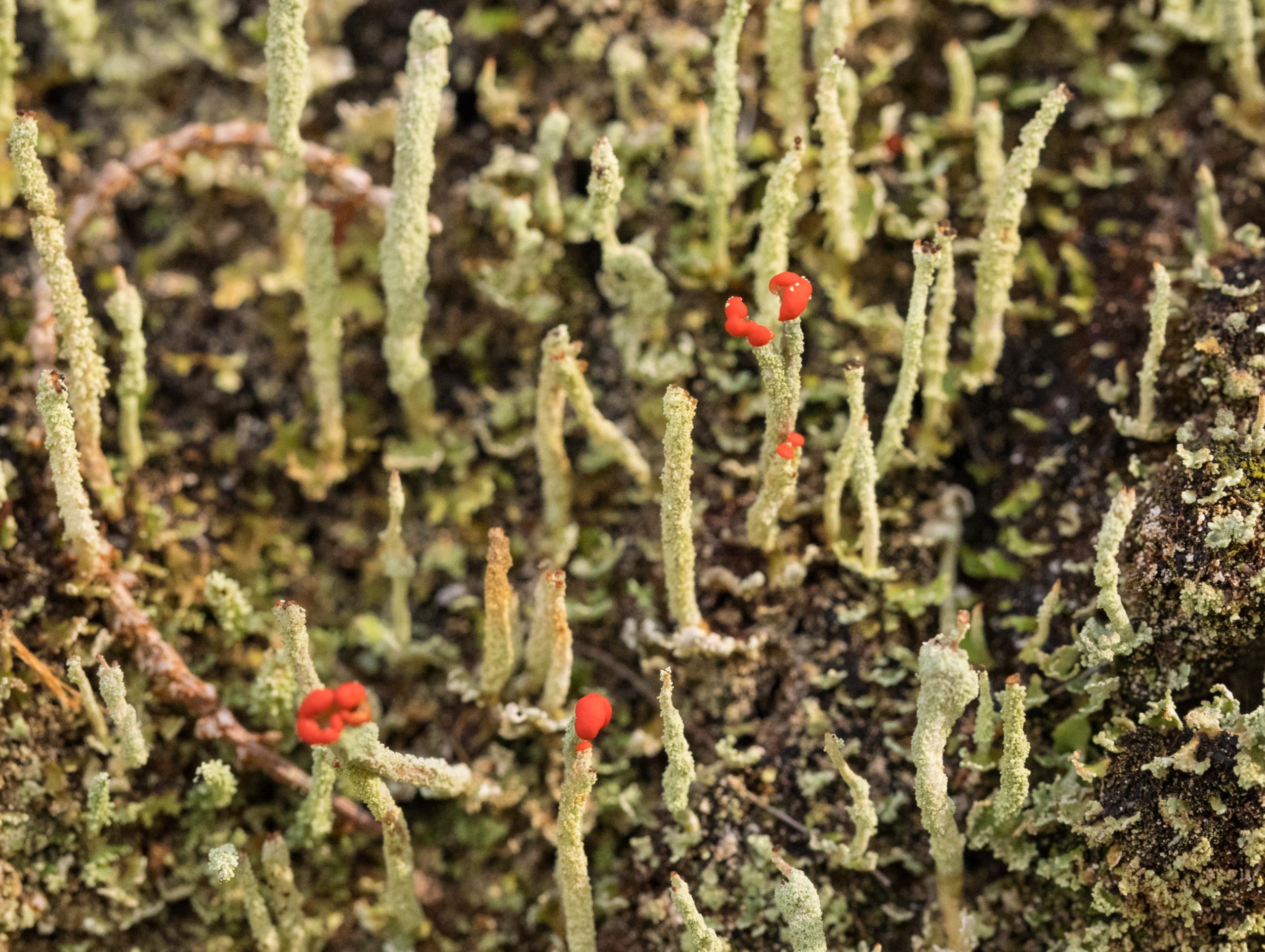  Some of these vertical stalks bear red apothecae - structures within which fungal spores are formed. 