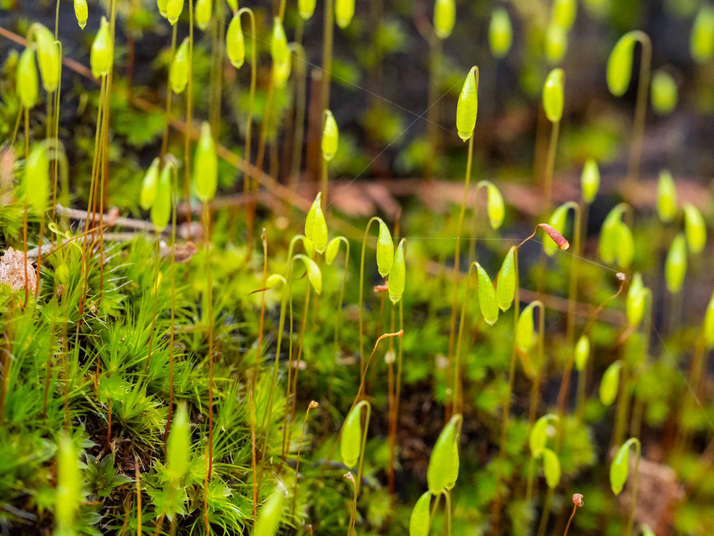  The moss  Rosulabryum capillare  is found on most of our rotting logs. Spores develop in the capsules at the top of the vertical sporophytes. 