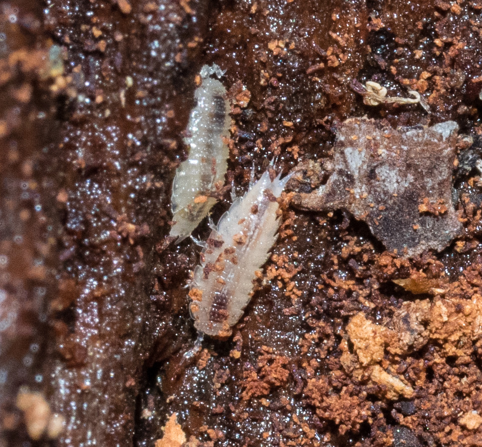  A pair of slaters ( Styloniscus  sp.). These isopod crustaceans are less than 3mm long - small enough to fit in the narrow spaces in the log. 