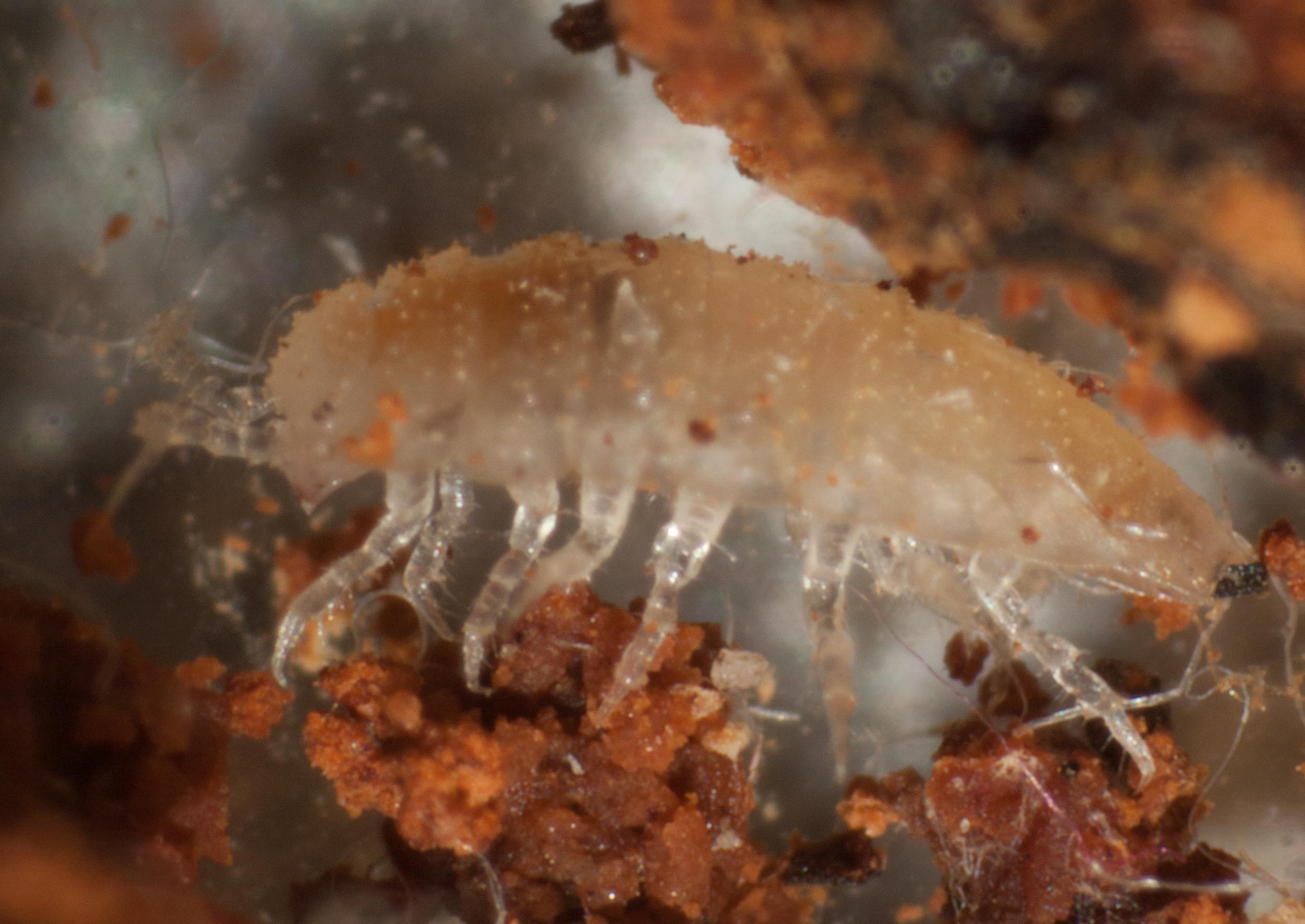  Side-on view of an isopod. 