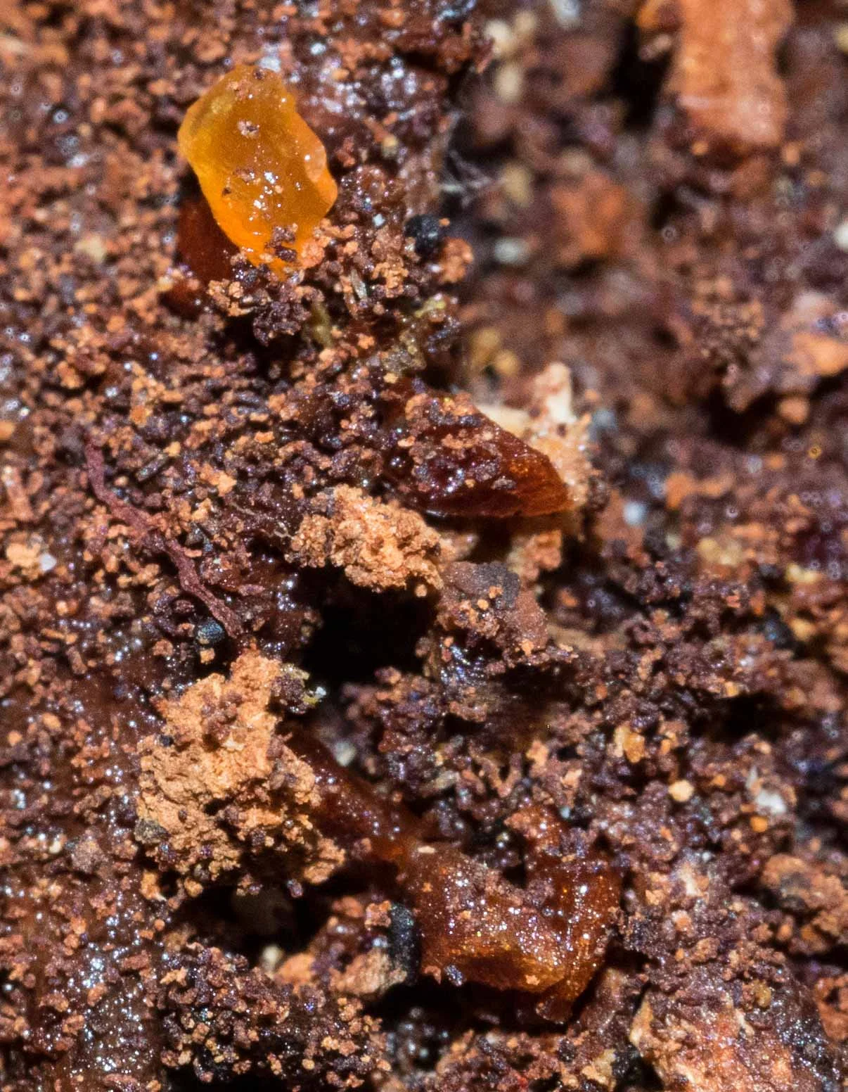 Orange and brown blobs of the Yellow Brain fungus ( Tremella mesenterica ).