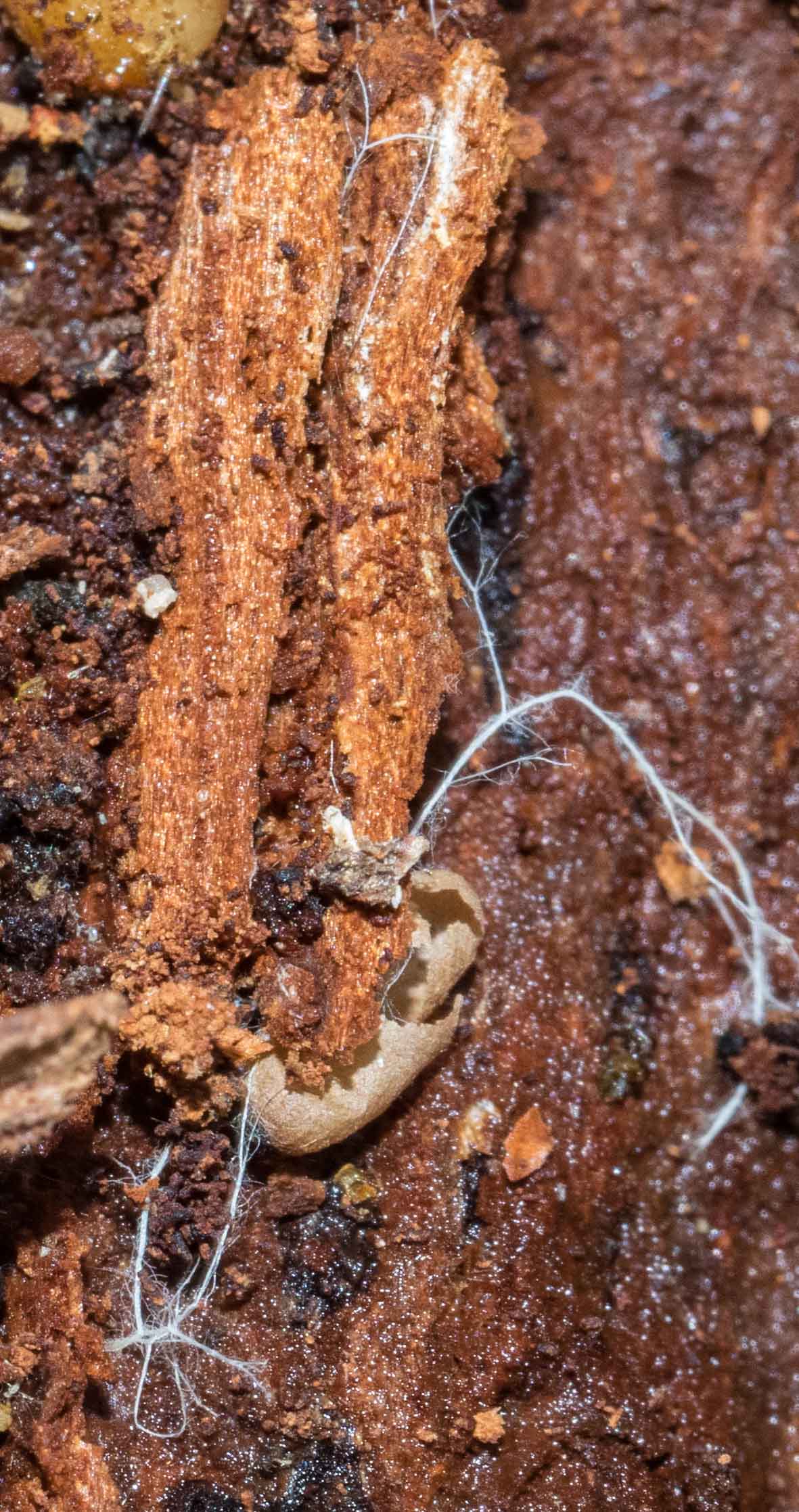  White hyphae of another fungal species spread throughout the log. 