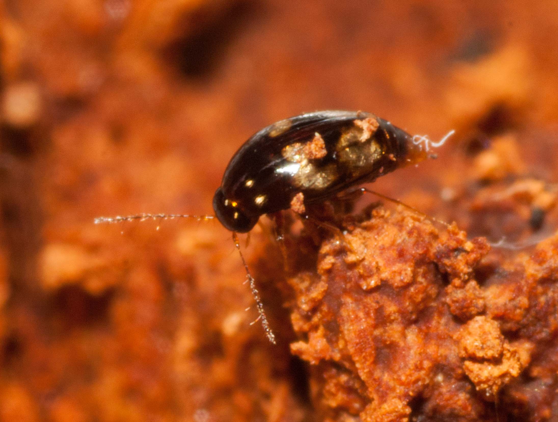  A tiny (1.5mm long) Fungus Beetle ( Agyrtodes atropos ) crawling through the rotten wood. 