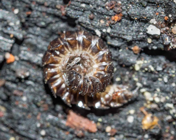 A rotten log - ecosystem in miniature — Life in a Southern Forest