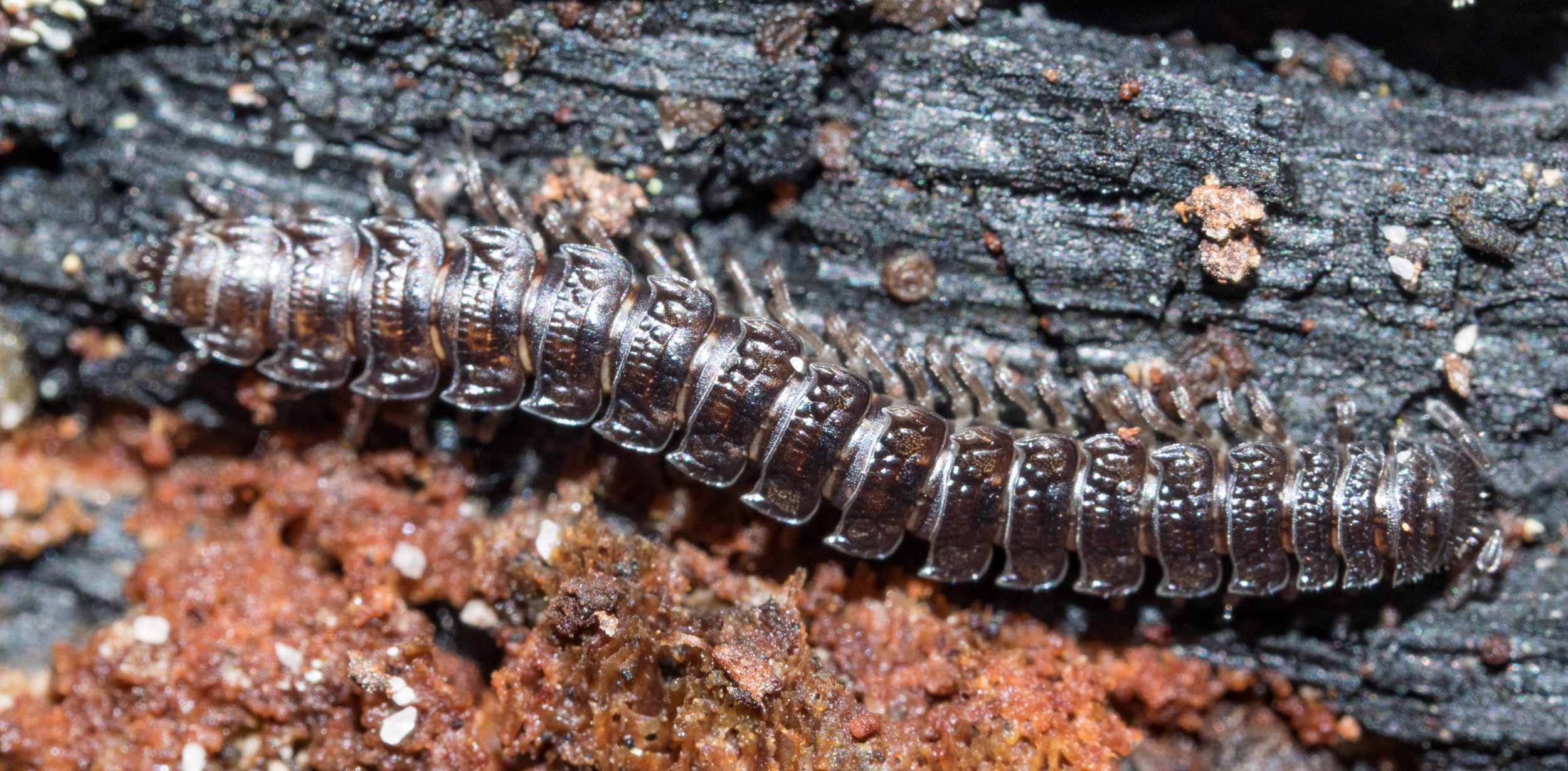  This millipede ( Gephyrodesmus  sp., Family Dalodesmidae) was overwintering under the bark of the log. 