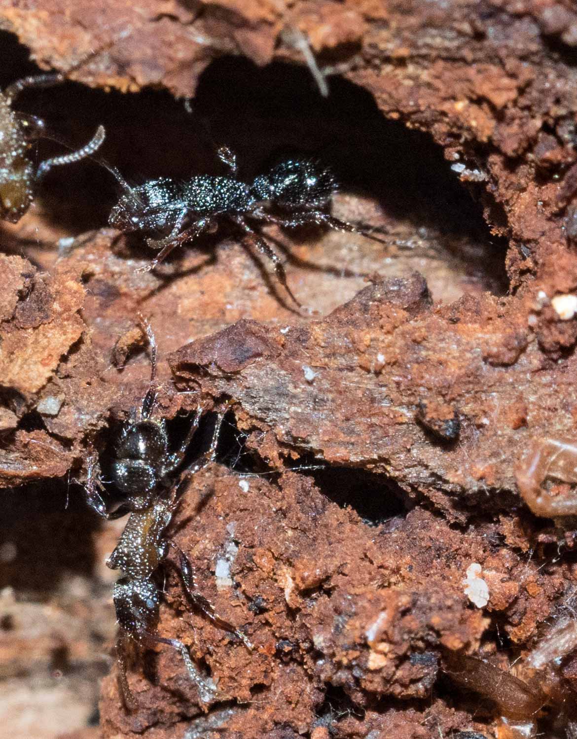  Breaking open the wood reveals the ant galleries. 