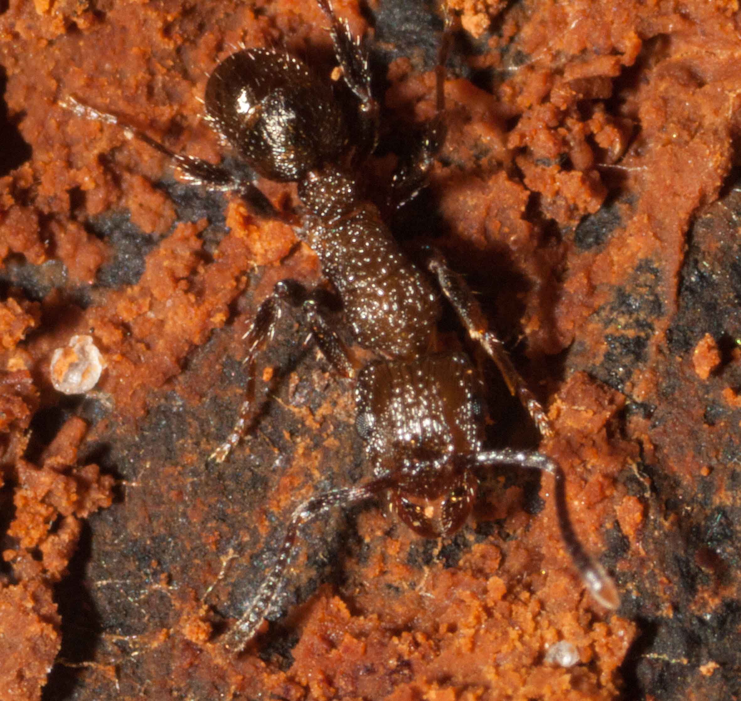   Heteroponera imbellis  worker ants are quite small -&nbsp;about 5mm long. 