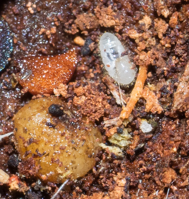  Closeup of an ant larva. 