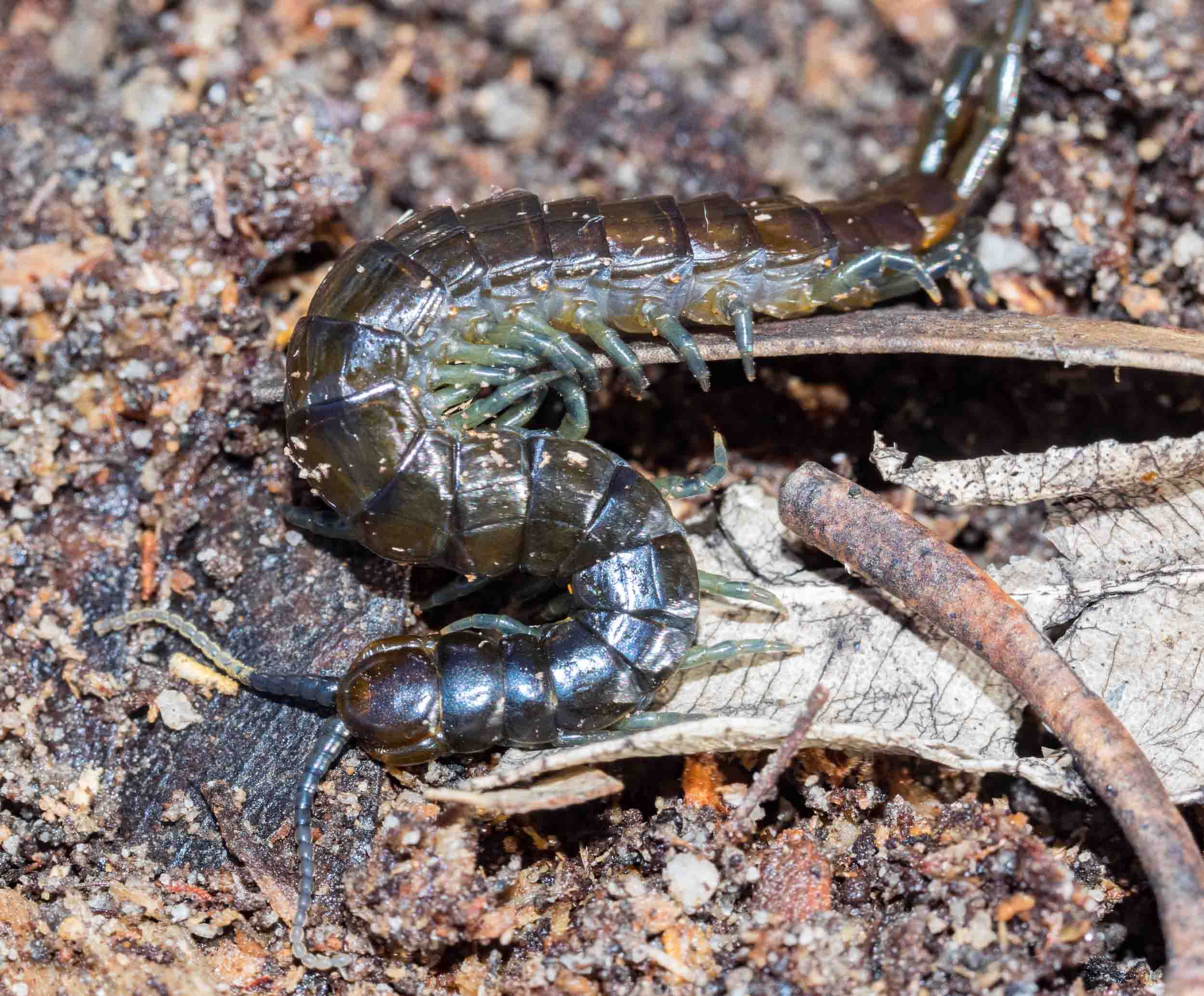  This guy is only medium-sized for a centipede - about 6cm long.&nbsp; 