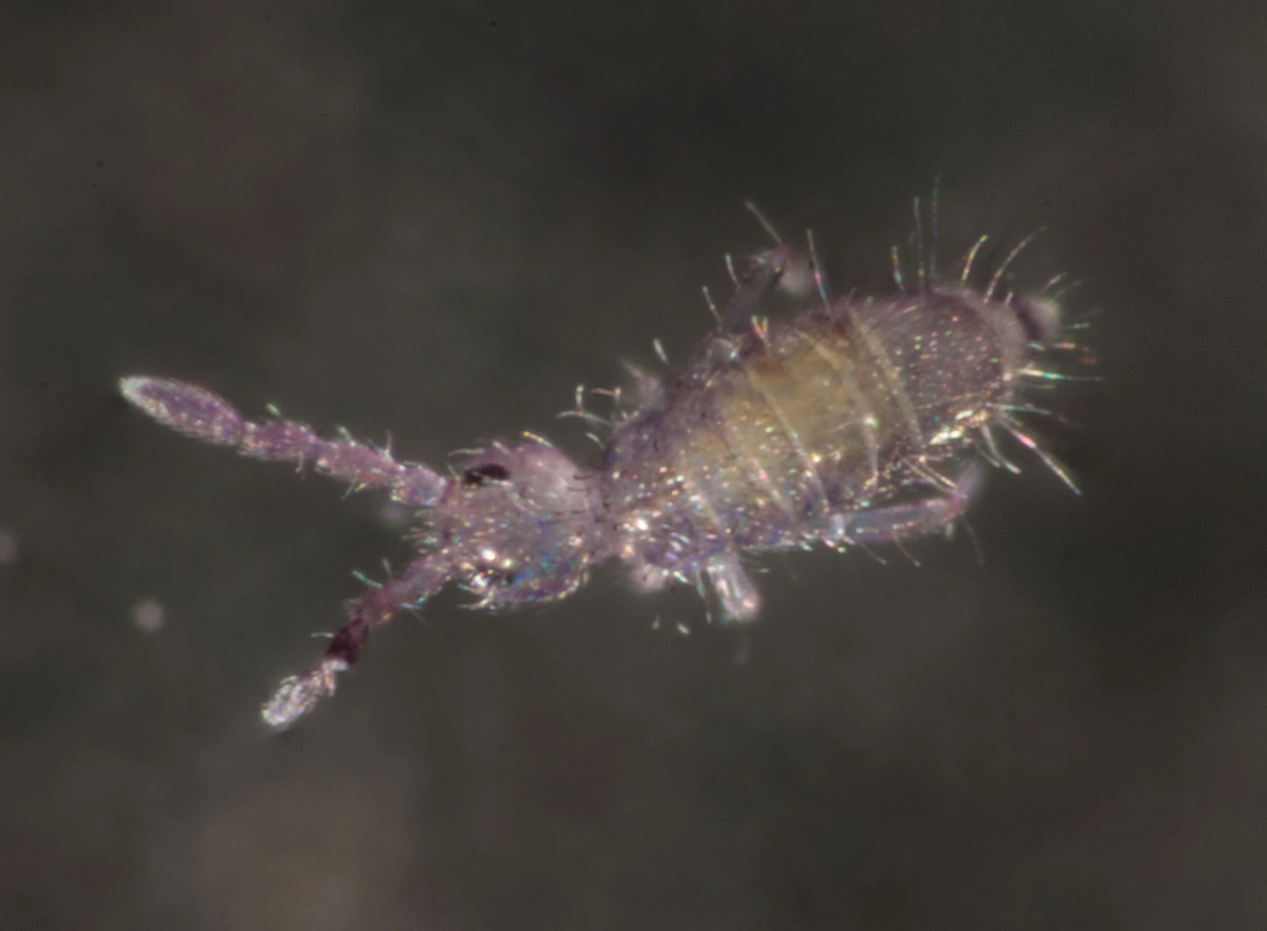 The collembolan viewed from above.