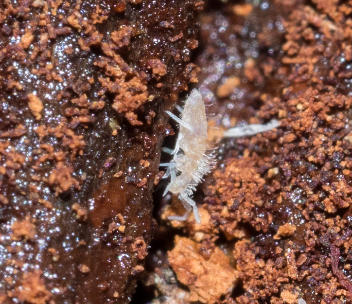  These collembolans are small enough to move around the narrowest spaces in the log. 