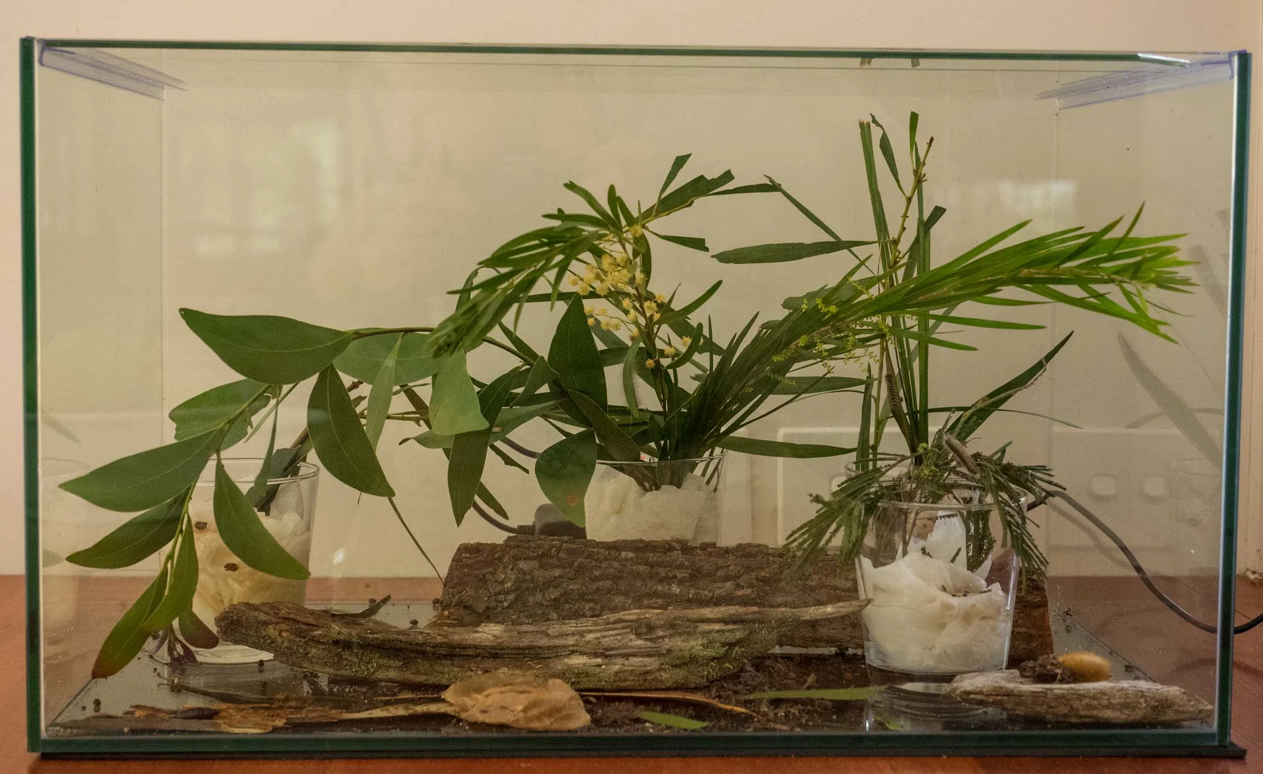 The 'buddy' tank as it appears today - it changes, depending on who lives there.