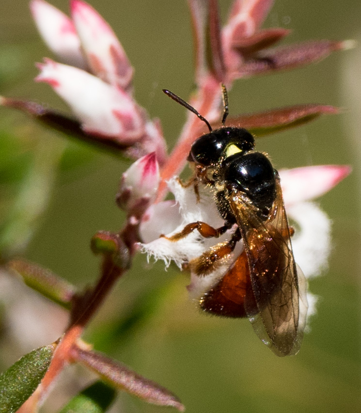  This  Exoneura  bee is feeding on the flowers of  Leucopogon ericoides  - tinged with pink tips and bases .  
