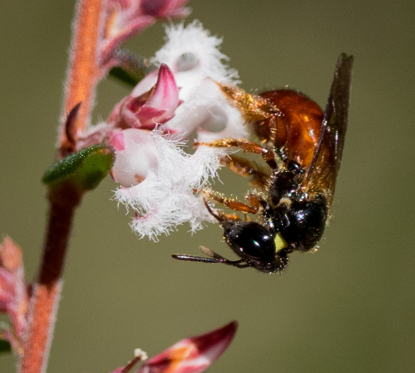 Exoneura doesn't have a specialised pollen basket - just a dense mass of long, golden hairs on the hindlegs.