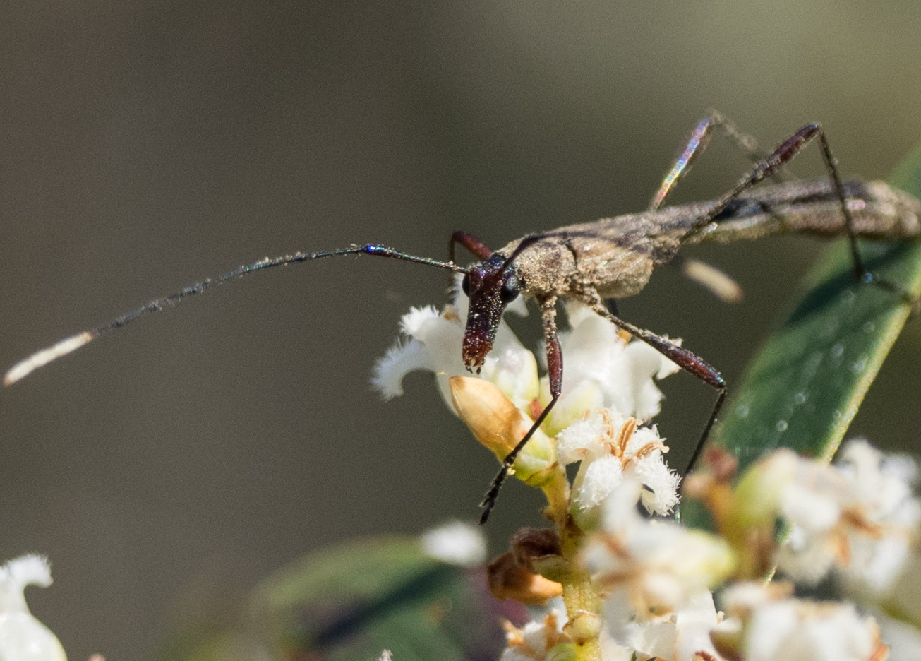 A longhorn beetle, probably Rhinophthalmus sp ., wandering around the Leucopogon affinis flowers in search of pollen and nectar. A new one for the books!
