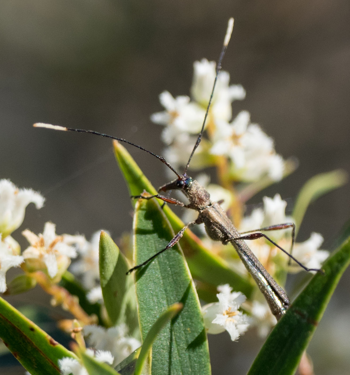 This body of this guy was covered in pollen!