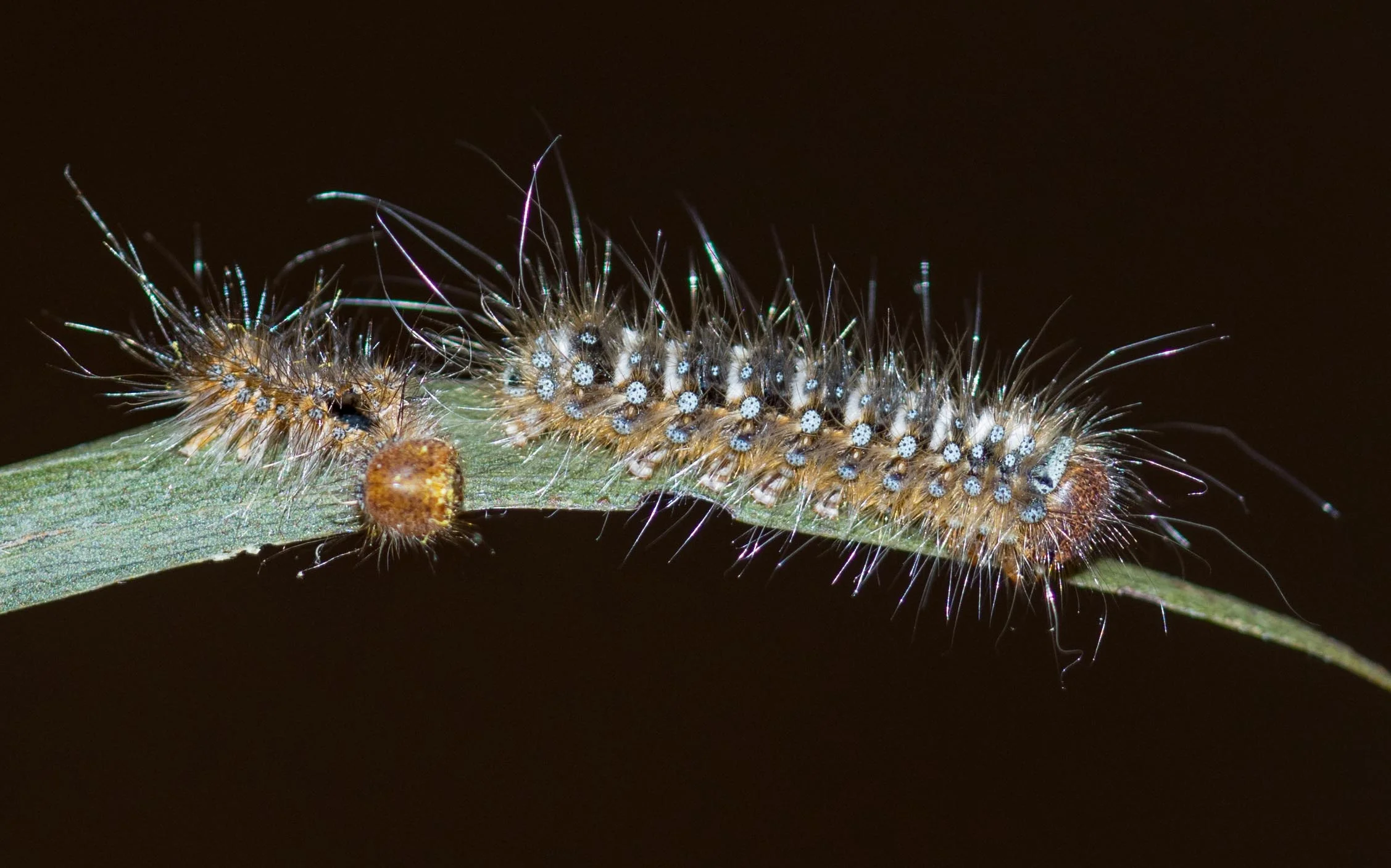 Mystery caterpillar