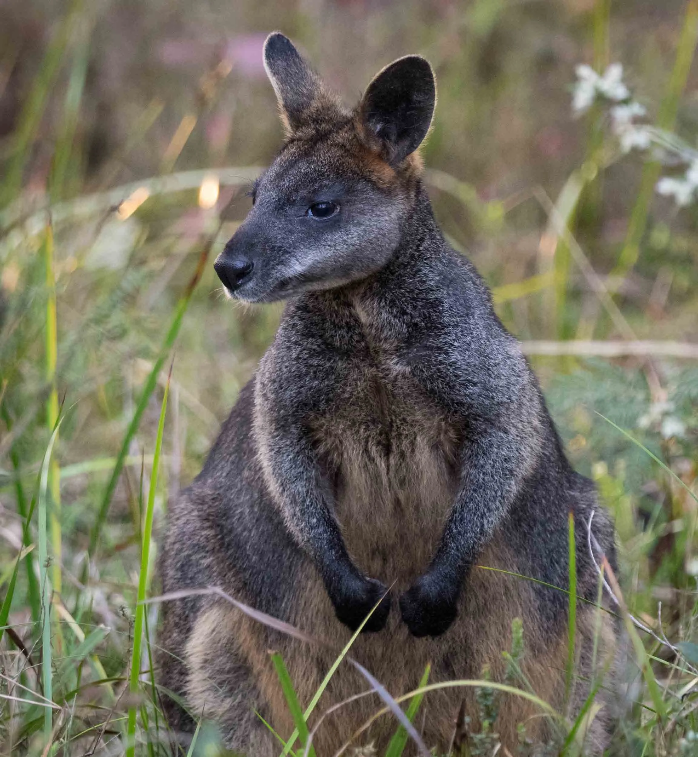 Swamp Wallaby