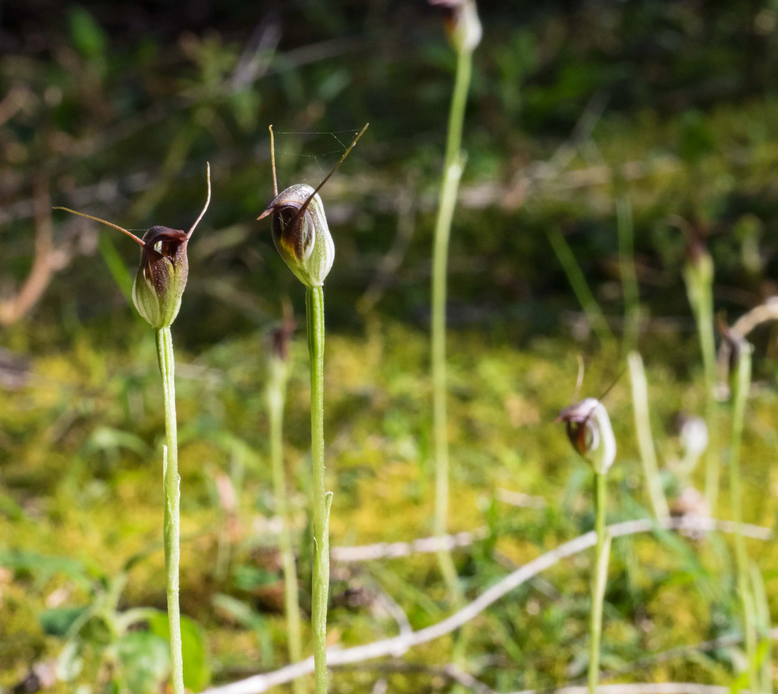A patch of Maroonhood Orchids ( Pterostylis pendunculata ) on the forest floor