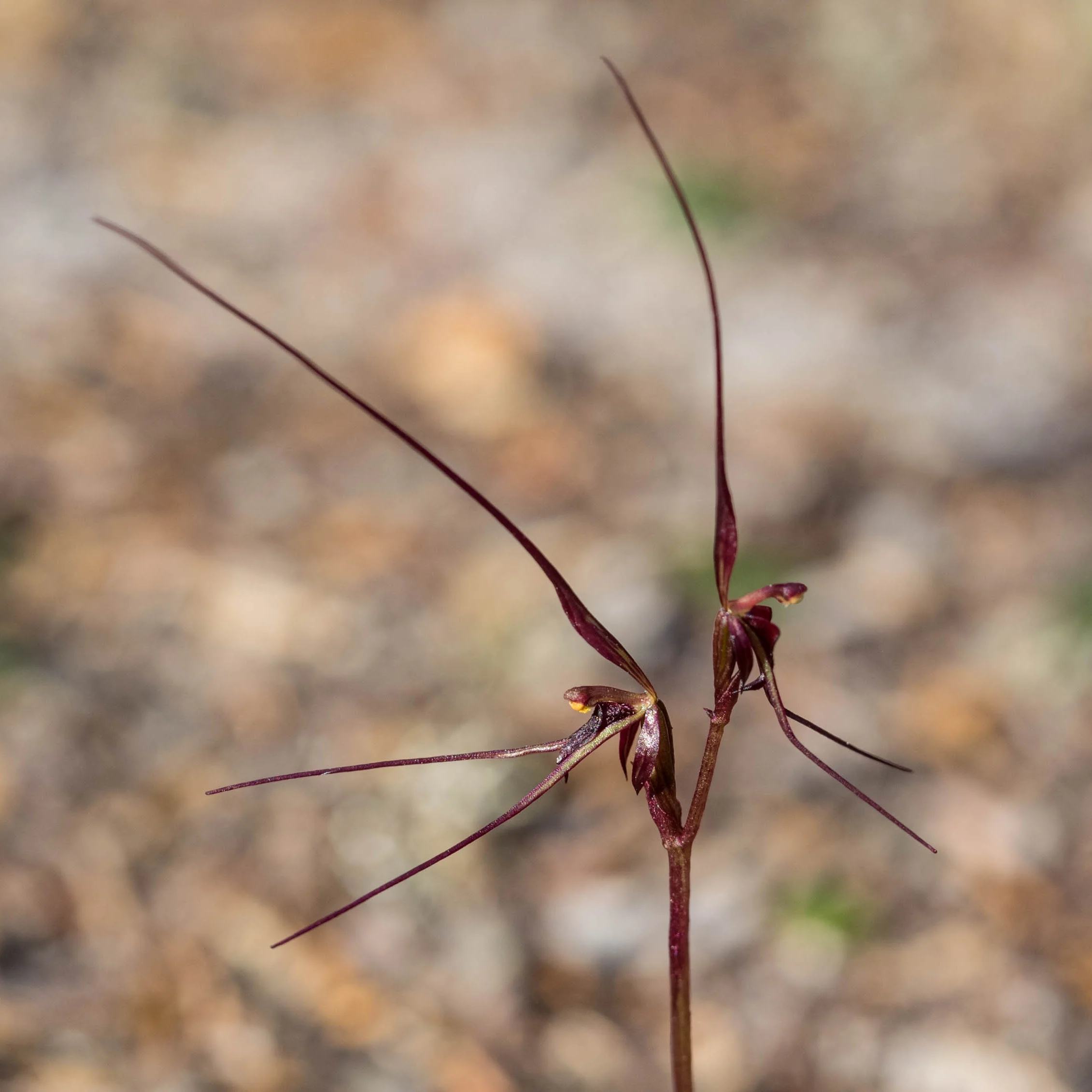 Mayfly Orchid ( Acianthus caudatus )