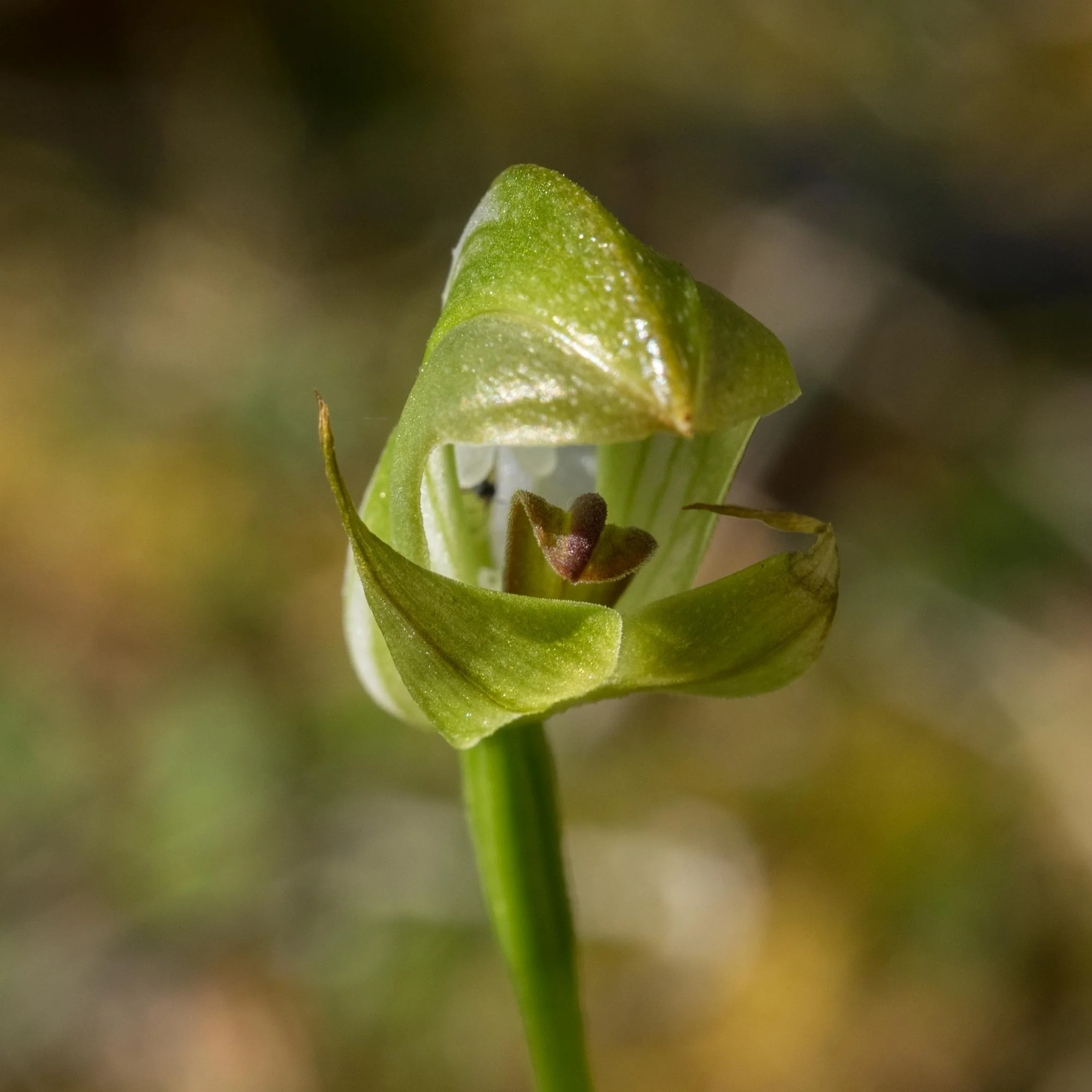 Blunt Greenhood ( Pterostylis curta )