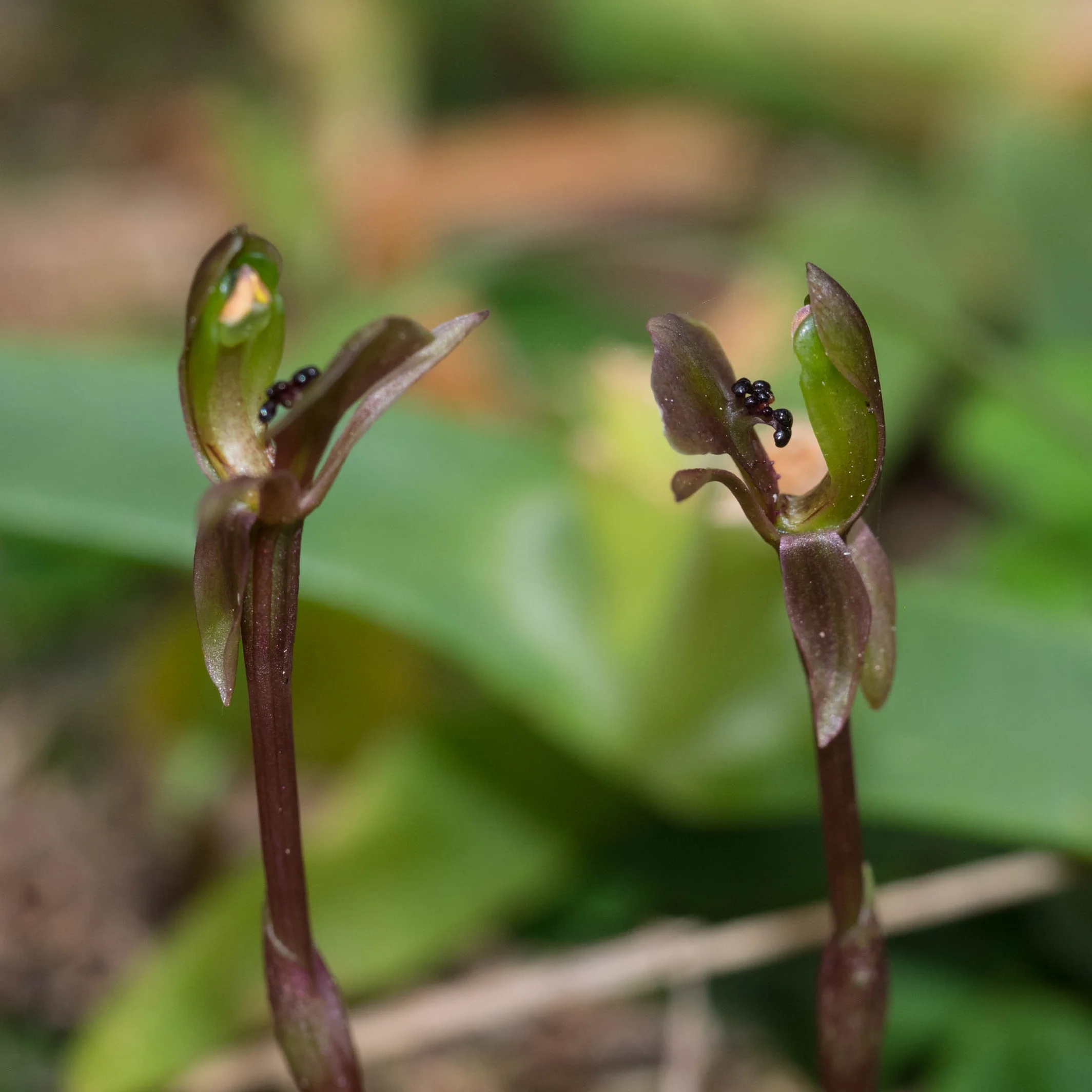 Dainty Bird Orchid ( Chiloglottis trapeziformis )