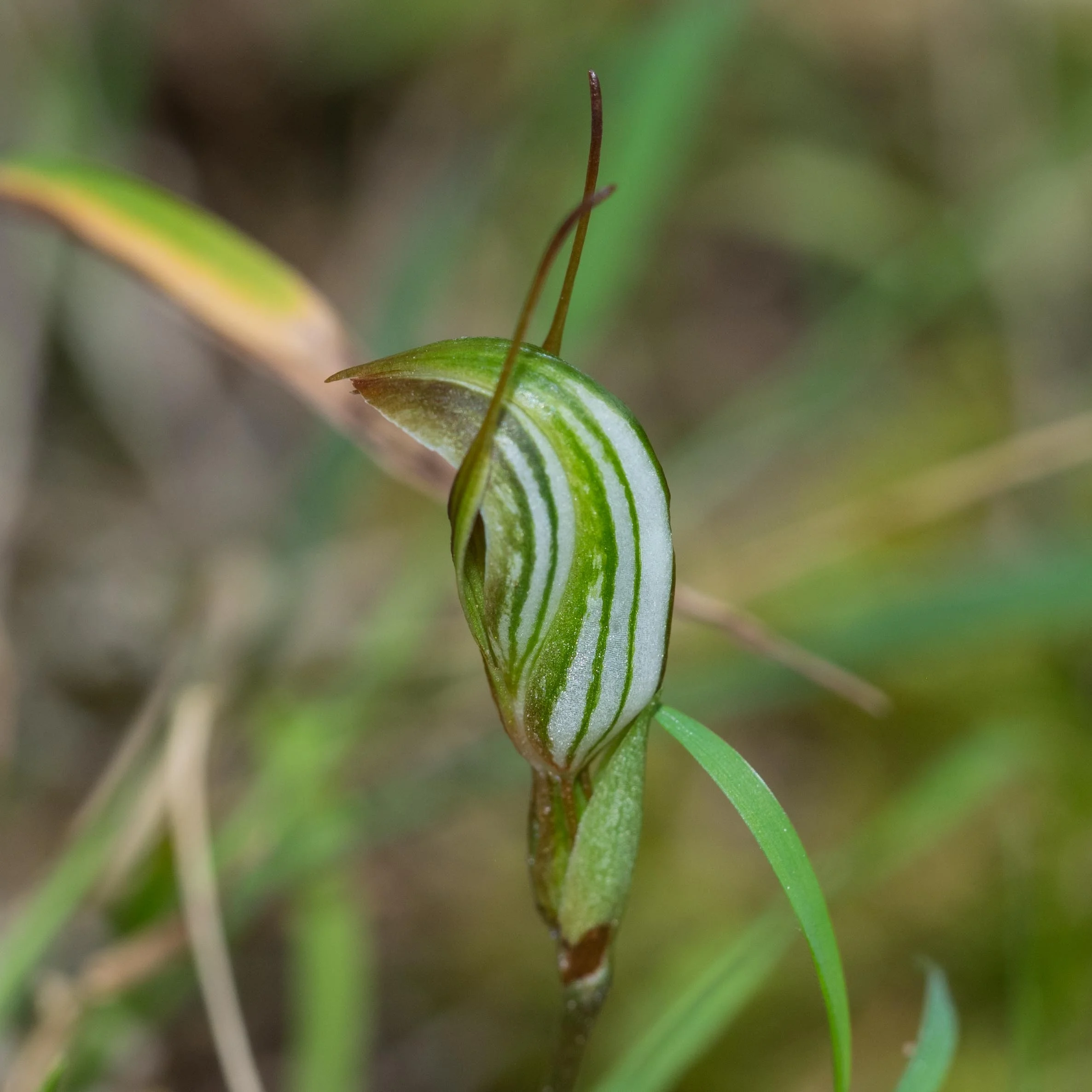 Trim Greenhood ( Pterostylis concinna )