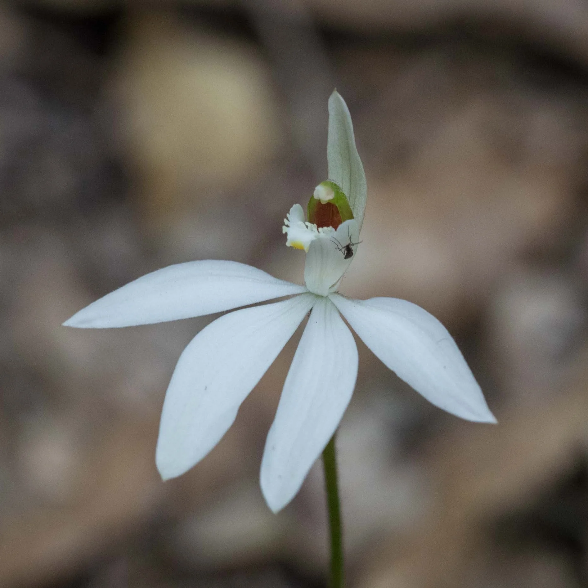 White Fingers Orchid ( Caladenia catenata )