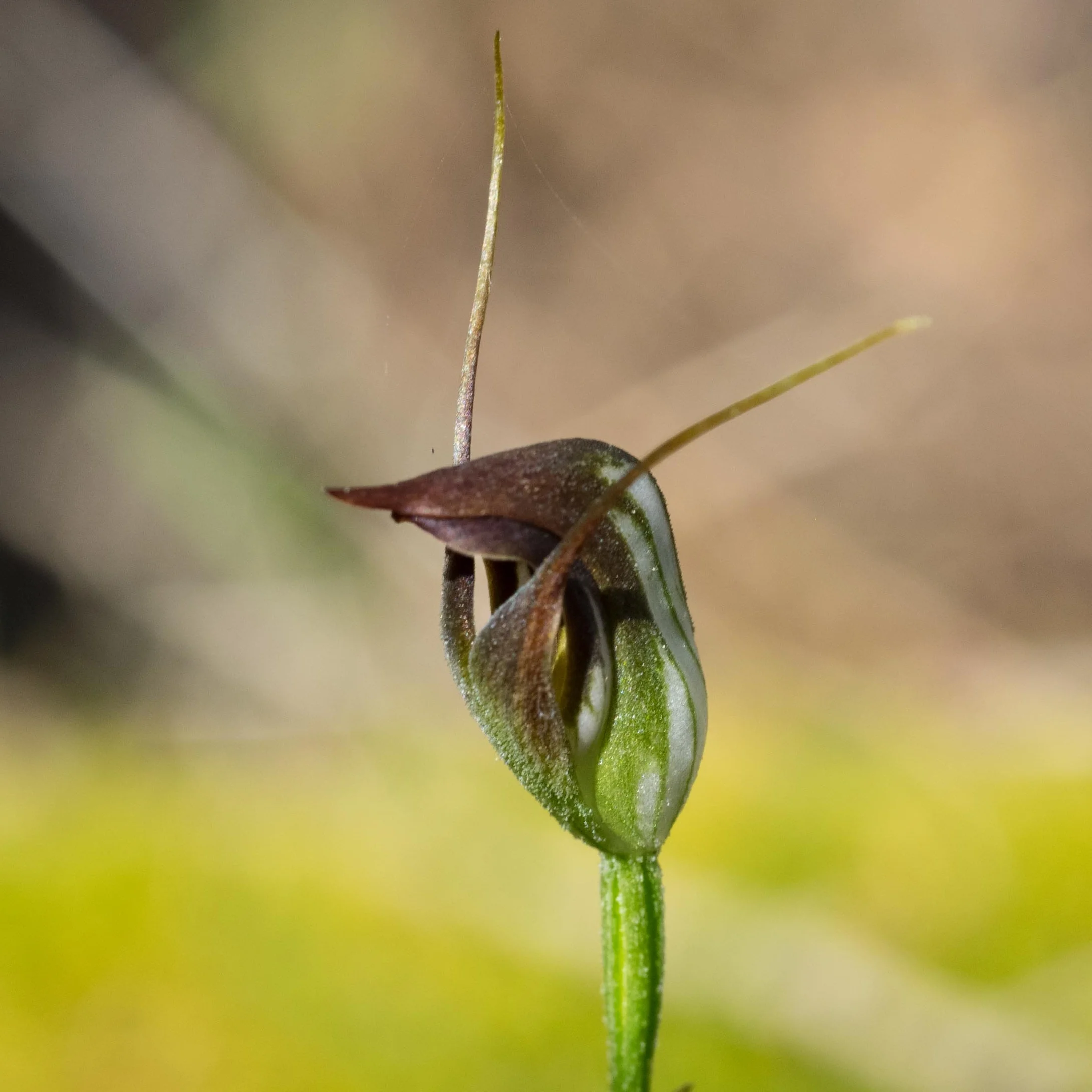 Maroonhood ( Pterostylis pedunculata )