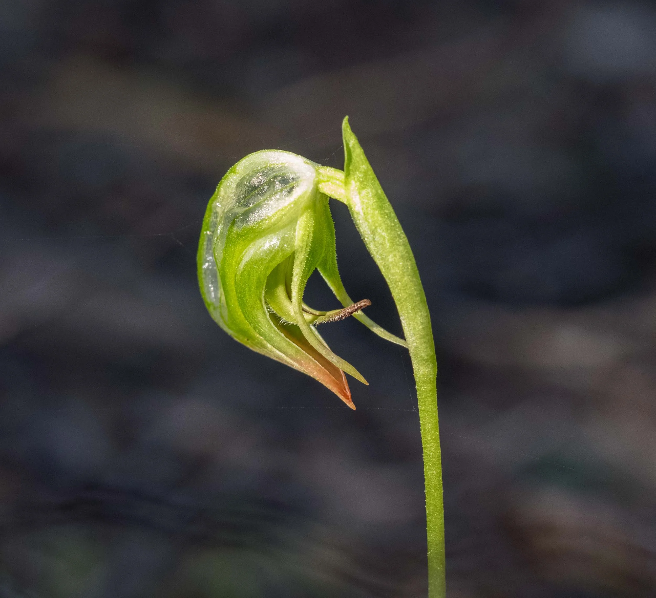 Nodding Greenhood ( Pterostylis nutans )