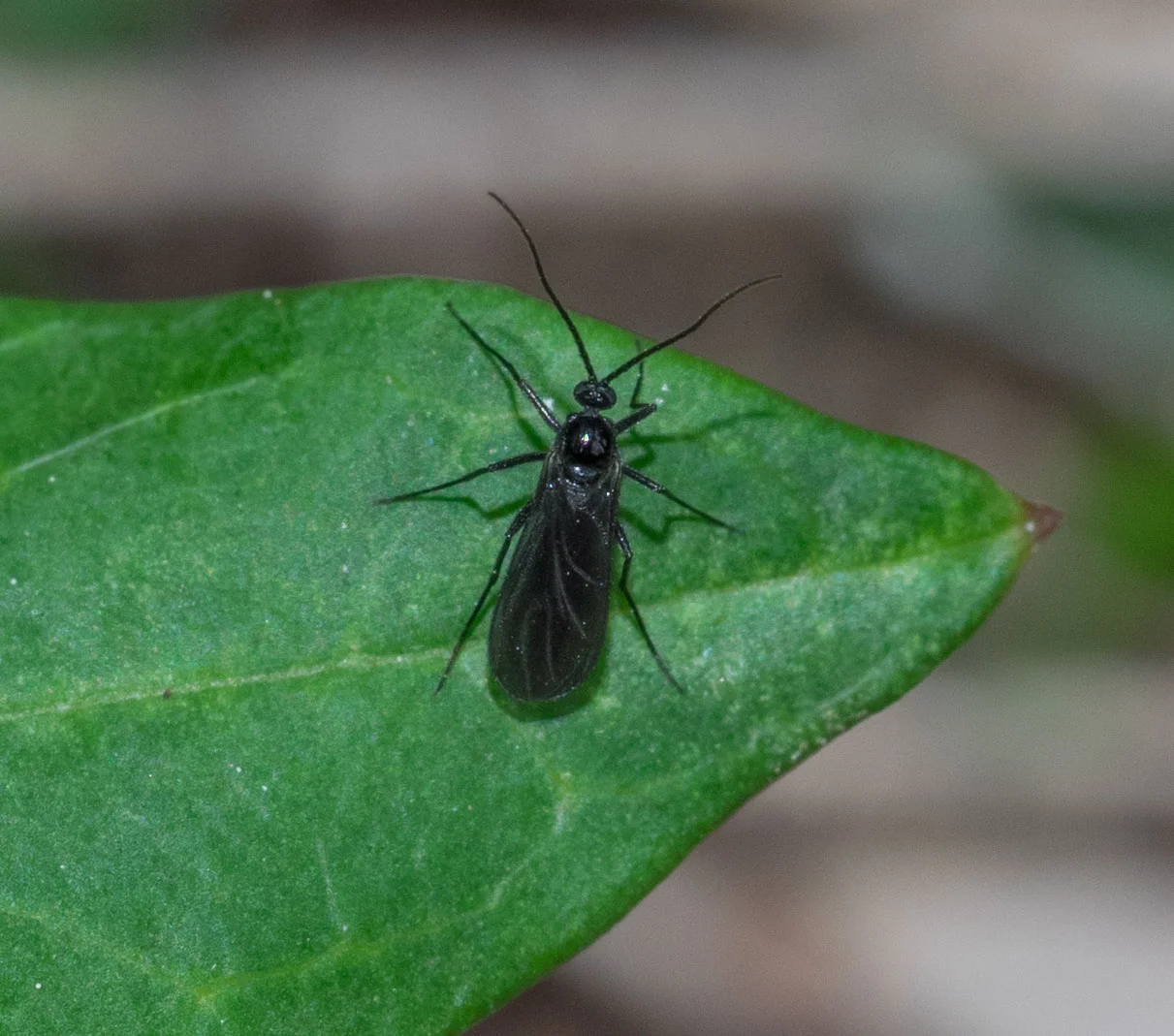 I got this shot of a similar looking insect on a nearby leaf