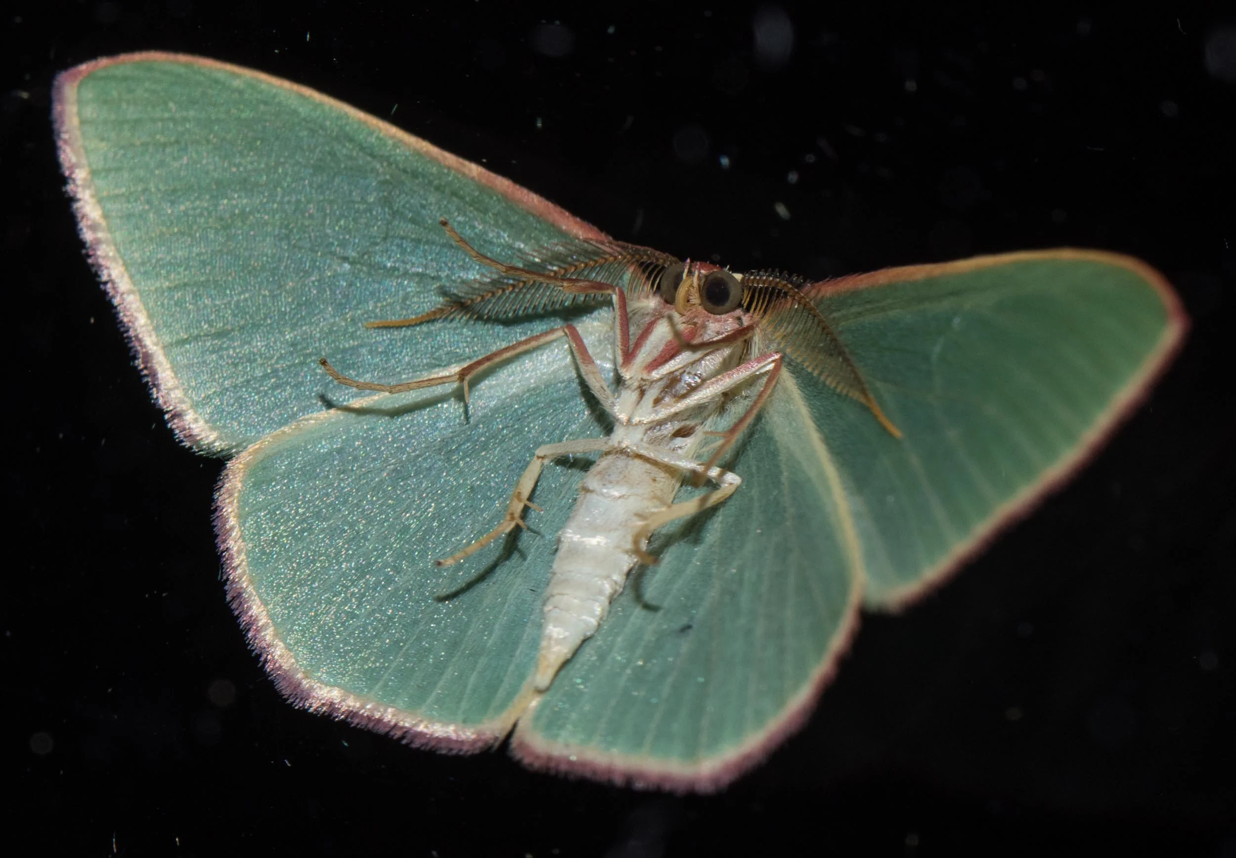 Emerald Moth