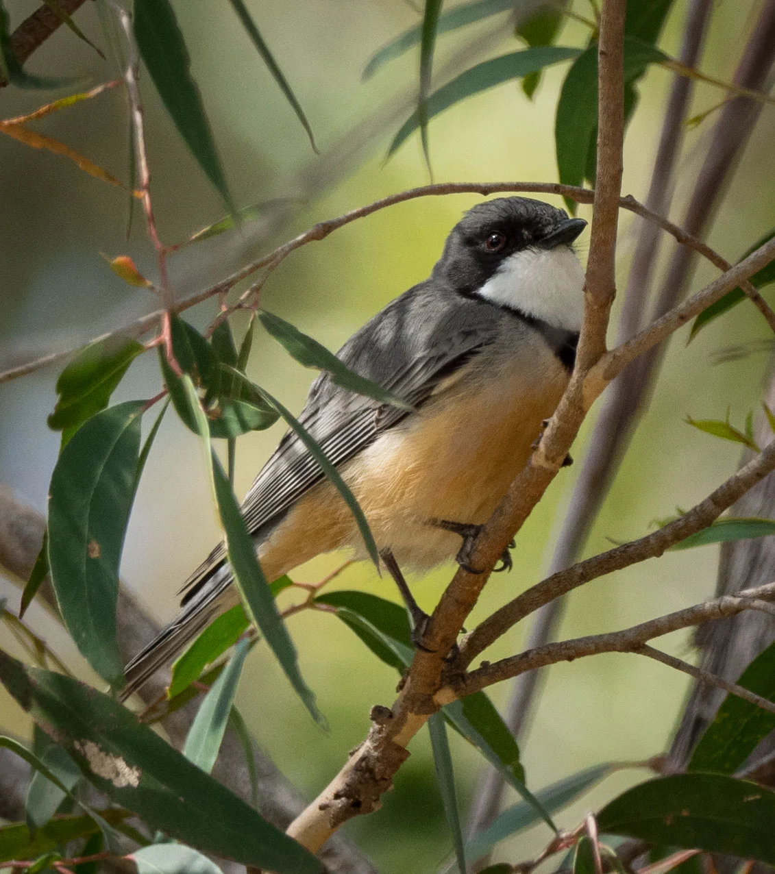 Rufous Whistlers return!