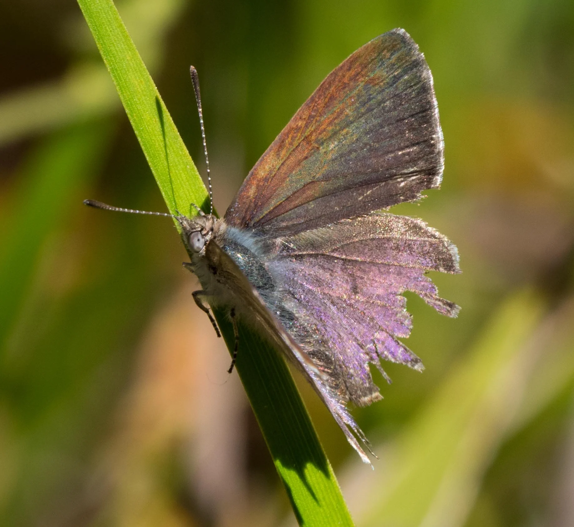 Varied Dusky-blue ( Candalides hyacinthinus )