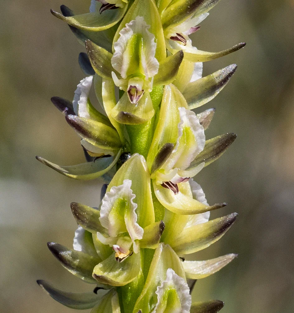 Tall Leek Orchid