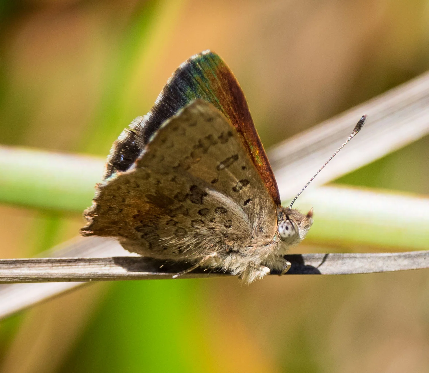 Bright Copper