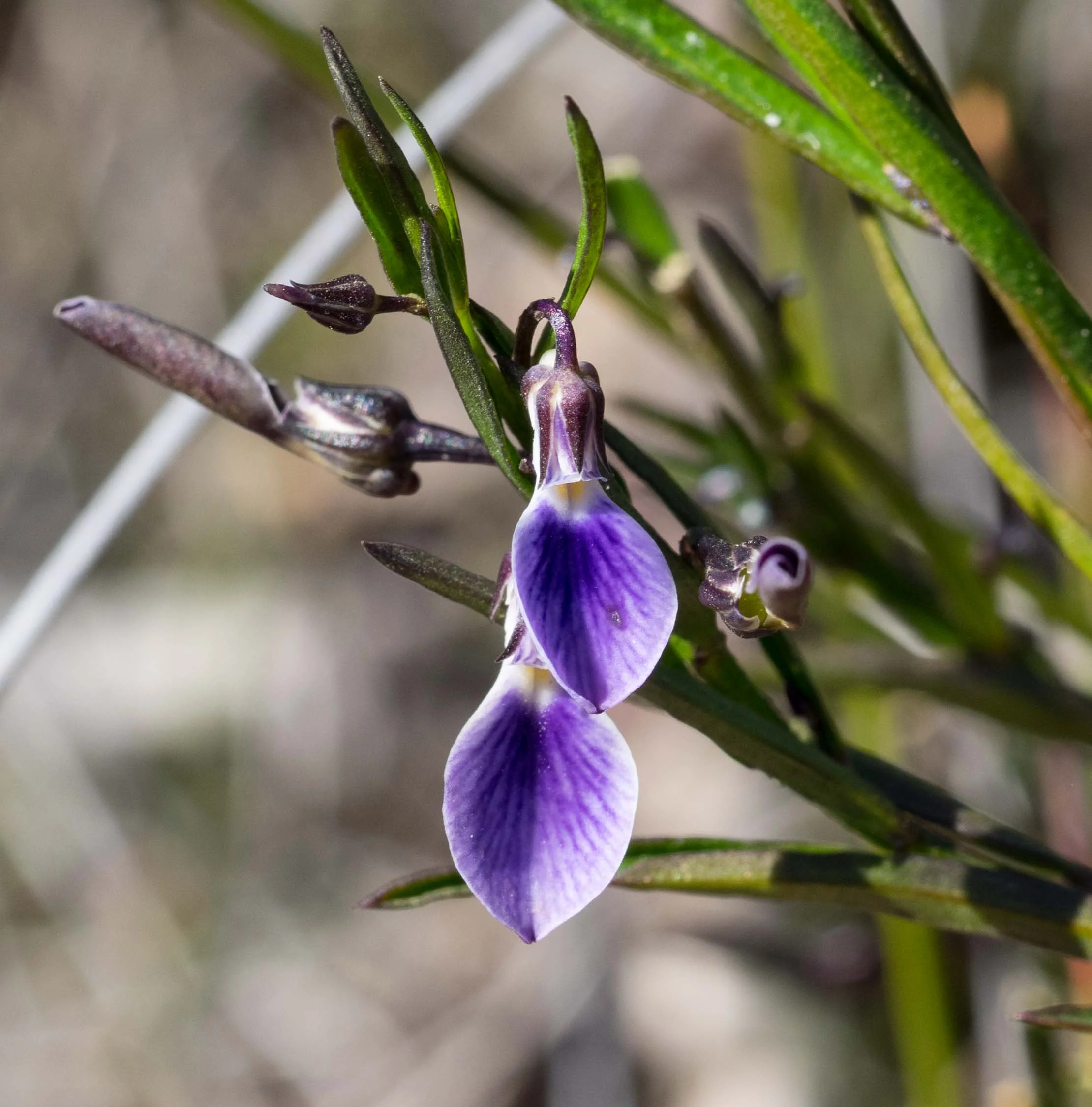 Erect Violet-bush